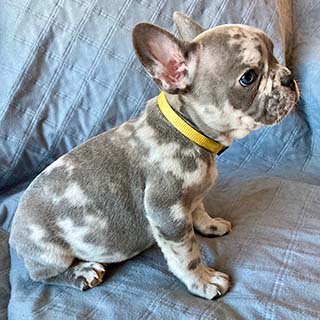 lilac merle french bulldogpuppy